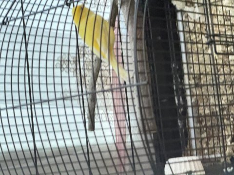 Kapalı bilezikli çok güzel öter kanarya