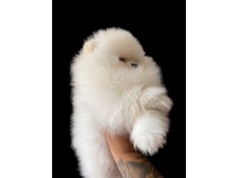 Bebek surat pomeranian