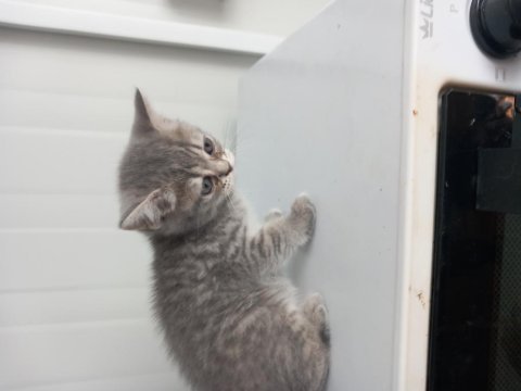 8 yavru kedi