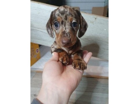Çikolata ve merle dachshund yavrular yeni yuvalarına hazır