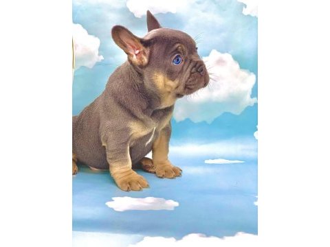 Harika anatomi blue tan french bulldog