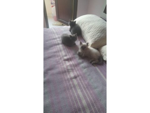 İki kardeş british shorthair