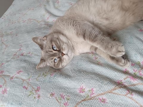 4 yaşında dişi blue point british shorthair