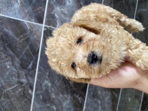 Orjinal maltipoo bebekler