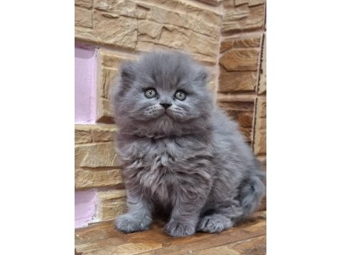 Scottish fold yavrularımız evinizin neşesi olacaktır