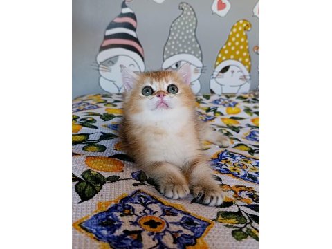 Kız güzeli bir erkek british shorthair