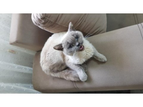 Safkan erkek british shorthair