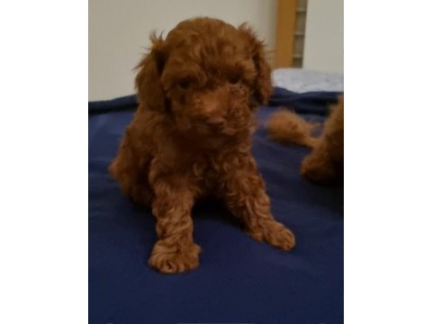 Toy poodle red brown kore safkan dişi-erkek yavrular