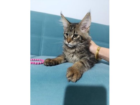 Uyguna vereceğim dev maine coon yavruları