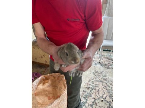 Ziraat tavşanları yavru ister toplu veya tekli verilir