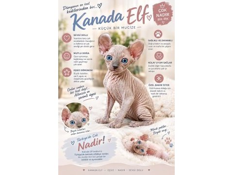 Elf bamnino dwelf ve normal sfenks yavrular
