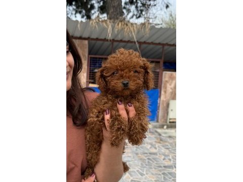 Kore toy poodle yavrularımız 