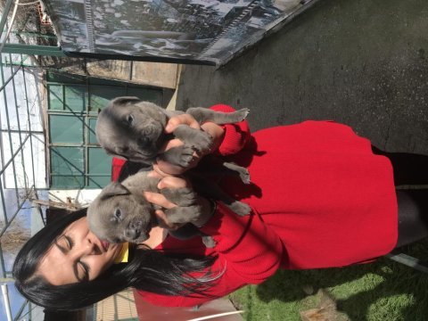Blue mavi gözlü cane corso yavrularım