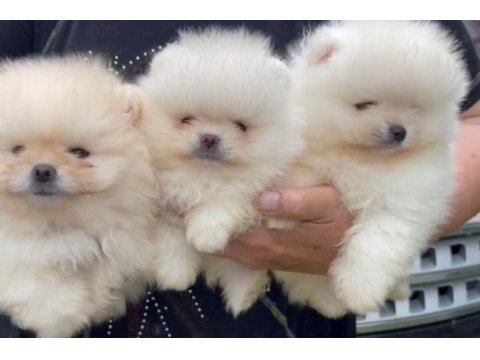 Ayı surat pomeranian boo tedyy bear yavrular