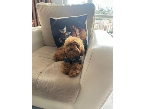 Sevimli maltipoo patiler