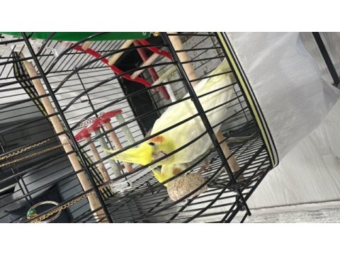 1,5 yaşında sultan papağanı