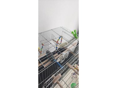4 adet muhabbet kuşu tüm malzemeleriyle