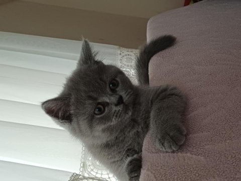 Yavru british shorthair