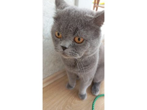 British shorthair sevgi yumağı 1.5 2 yaş