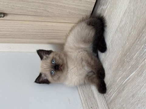 Birbirinden güzel british shorthair bebeklerimiz