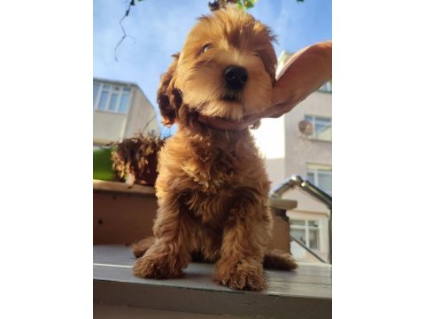 Bebek yüzlü orijinal maltipoo yavrular