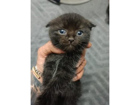 Scottish fold yavrularım