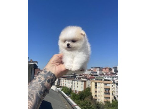 Ayı surat pomeranian boo yavrular