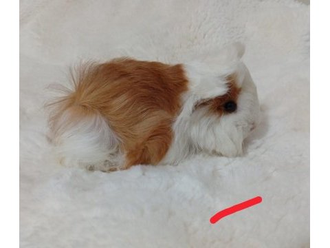 Guinea pig bebekler