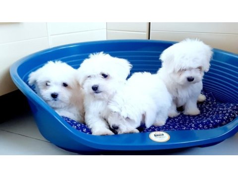 Kar beyaz 0 numara maltese terrier yavrularımız