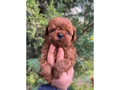Toy poodle yavrularım 