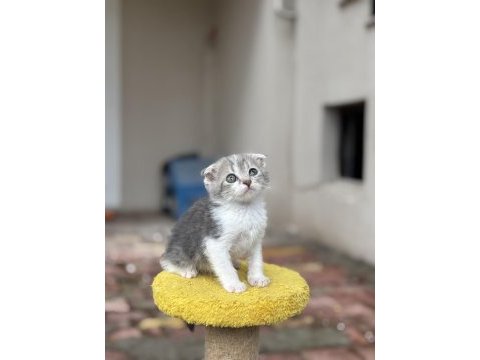 2 aylık erkek scottish fold