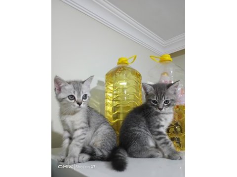 British shorthair 2 aylık antalya