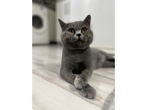 Oyuncu temas bağımlısı british shorthair