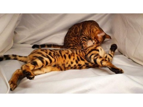 2 aylık bengal kedisi yavruları