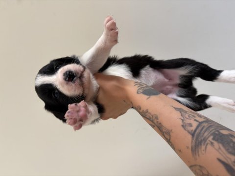 Şampiyon soy şecereli annenin 4 dişi 1 erkek border collie