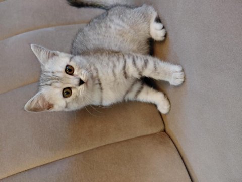Scottish straight silver tabby dişi