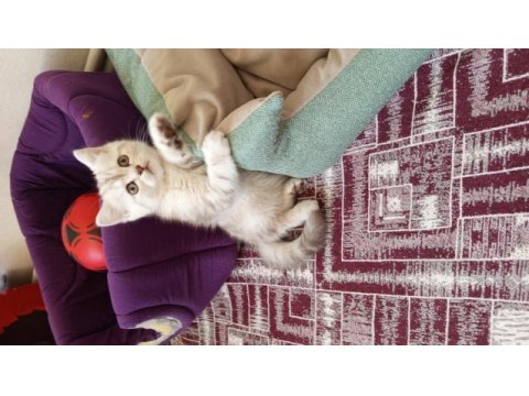 British shorthair (british golden) yavrular