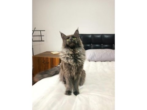 Blue smokin dişi maine coon yeleli 7 aylık