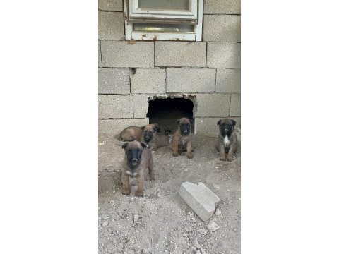 35 günlük belçika kurdu yavrular