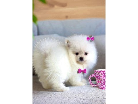 Beyaz renk 2 aylık pomeranian boo dişi yavru