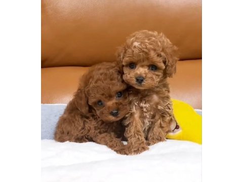 Toy poodle yavrularımız