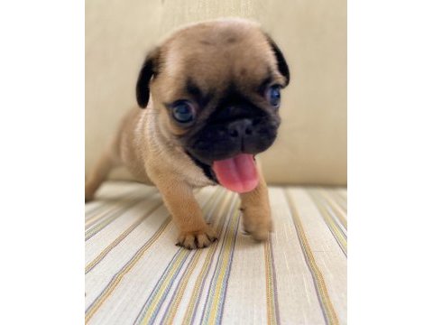 Pug yavrumuz dan varsa daha iyisi o da annesi