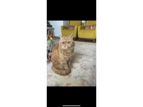 3 yaşında exotic shorthair erkek kedimiz