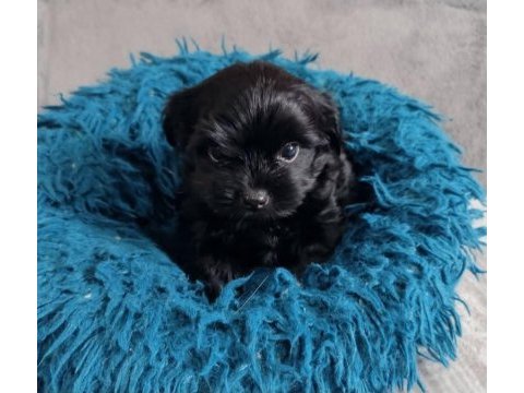 Black yorkshire terrier