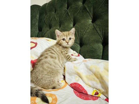 Güzel golden tabby bir prenses kedimiz bırakıyorum buraya