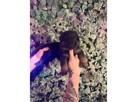 Burkemden a kan alman çoban köpeği yavruları