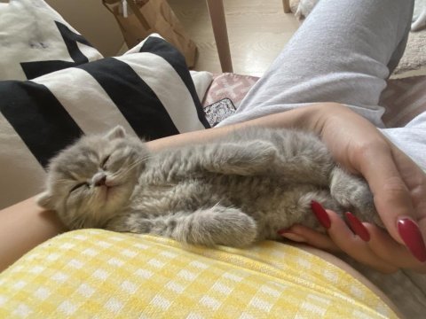 1,5 aylık bebek scottish fold