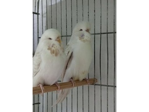 Yeni eş jumbo şov jumbo ve albino muhabbet kuşlar