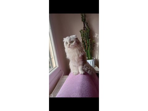 Scottish longhair silver dişi kedimi sahiplendiriyorum