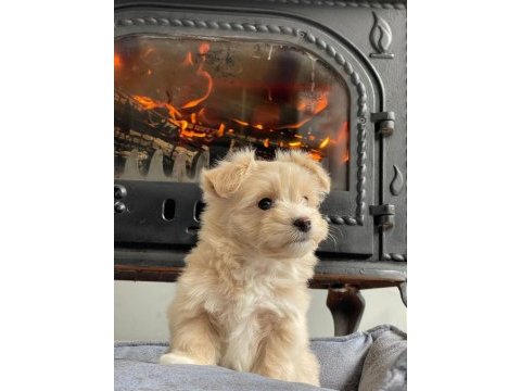 İpeksi tüylü neşe küpü maltipoo yavruları